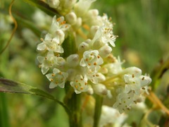 Cuscuta obtusiflora