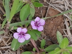 Dyschoriste microphylla