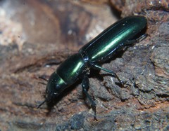 Temnoscheila virescens