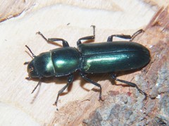 Temnoscheila virescens