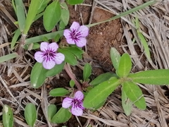Dyschoriste microphylla