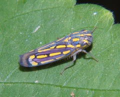 Apogonalia stalii