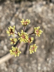 Eriogonum marifolium