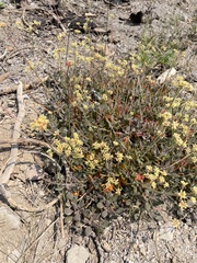 Eriogonum marifolium