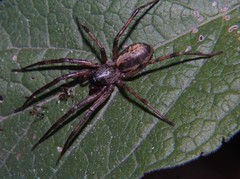 Megalostrata