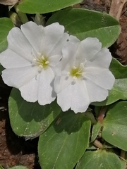 Evolvulus prostratus