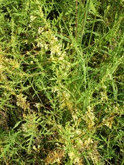 Cuscuta obtusiflora
