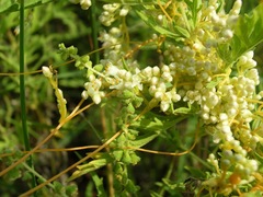 Cuscuta obtusiflora
