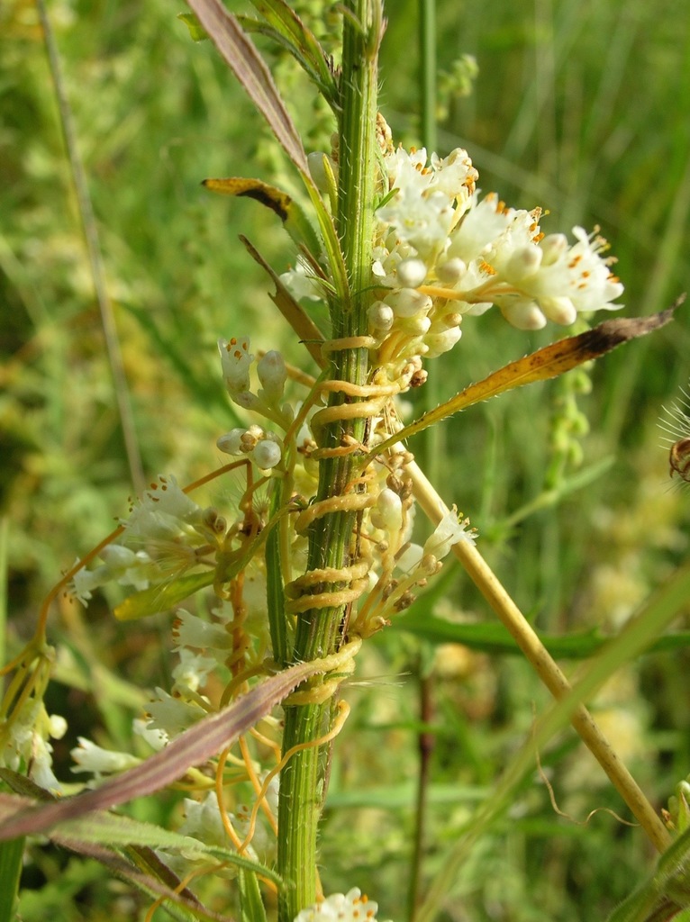 Dodder