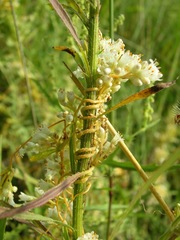 Cuscuta obtusiflora