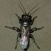 Black Cockroach-hunter Wasp - Photo (c) Steve Kerr, some rights reserved (CC BY), uploaded by Steve Kerr