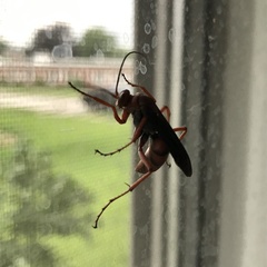 Tachypompilus ferrugineus