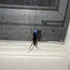 Tachypompilus ferrugineus