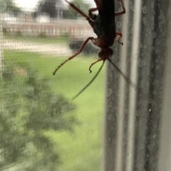 Tachypompilus ferrugineus