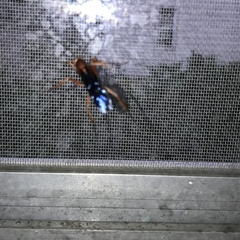 Tachypompilus ferrugineus