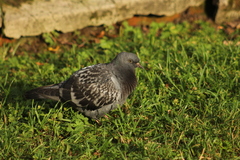 Columba livia domestica