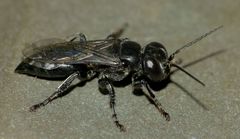 Tachysphex nigerrimus