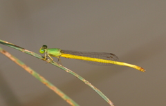 Ceriagrion indochinense