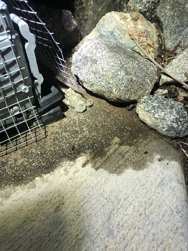 iNaturalist observation photo of Red-spotted Toad