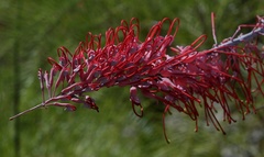 Grevillea dryandri