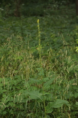 Verbascum nigrum