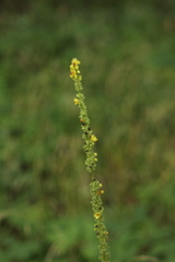 Verbascum nigrum