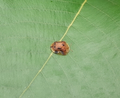 Laccoptera nepalensis