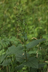 Scrophularia nodosa