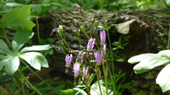 Primula fassettii