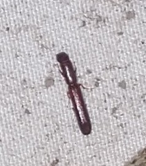 Nematidium filiforme