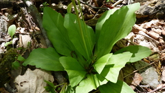Primula fassettii