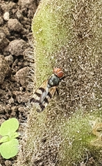 Ceroxys urticae