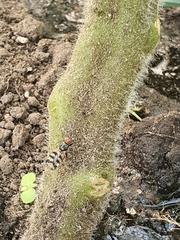 Ceroxys urticae