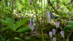 Primula fassettii