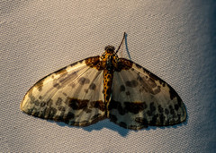 Abraxas leucostola