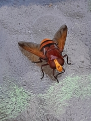 Volucella zonaria