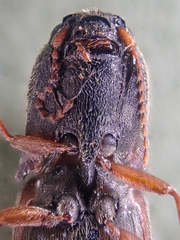 Agriotes ferrugineipennis