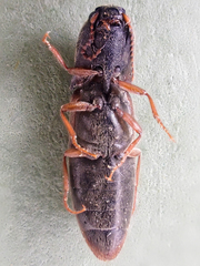 Agriotes ferrugineipennis