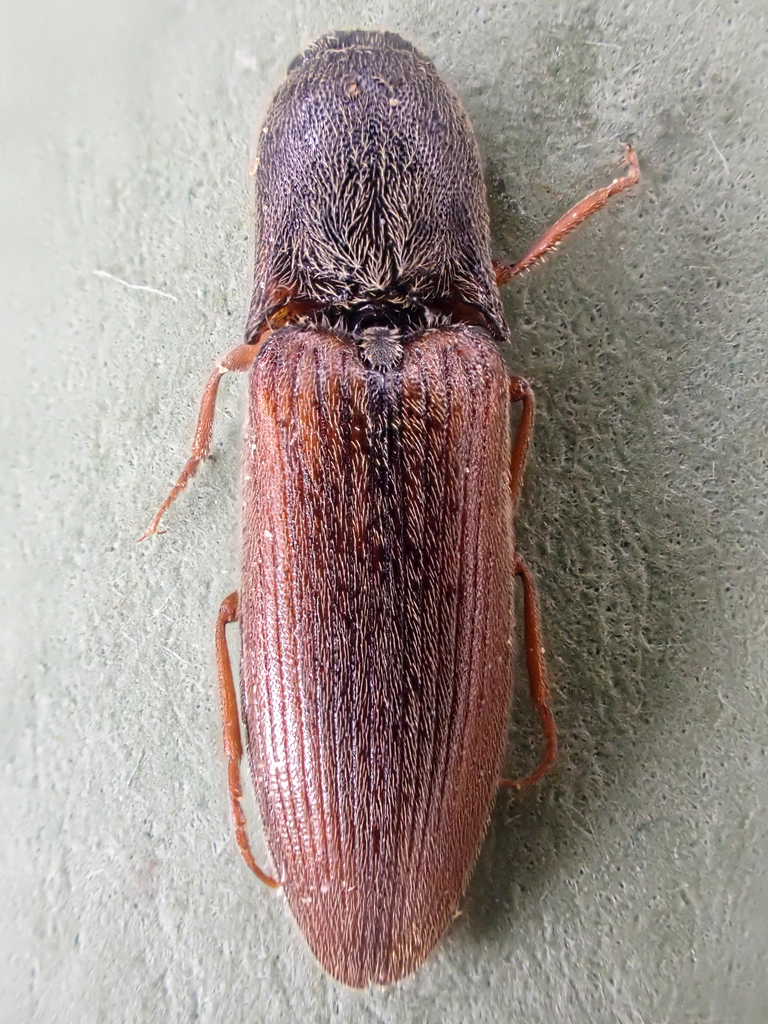 Rusty Click Beetle