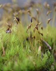 Dicranum pallidisetum