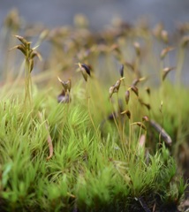 Dicranum pallidisetum