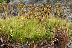 Dicranum pallidisetum