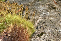 Dicranum pallidisetum