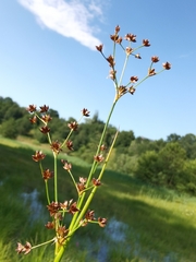 Juncus subnodulosus