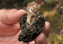 Morchella angusticeps