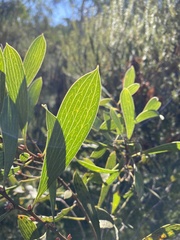 Hakea laevipes