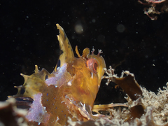 Heteroclinus roseus