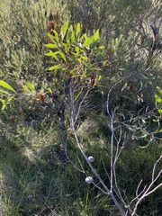 Hakea laevipes
