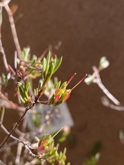 Darwinia biflora