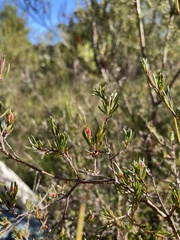 Darwinia biflora